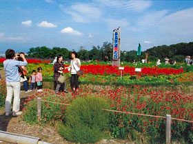 写真：多くの観光客が訪れる鼻高展望花の丘