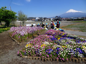 写真：富士市花の会