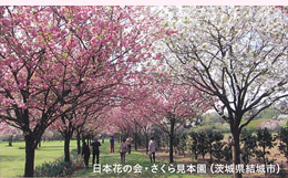 日本花の会・さくら見本園（茨城県結城市）