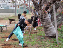 写真：福井市春山小学校では5年生対象の「さくら授業」で秋に施肥作業を実施