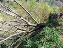 写真：度重なる台風によって倒木や塩害を蒙った千葉県鋸南町に苗木100本を無償提供