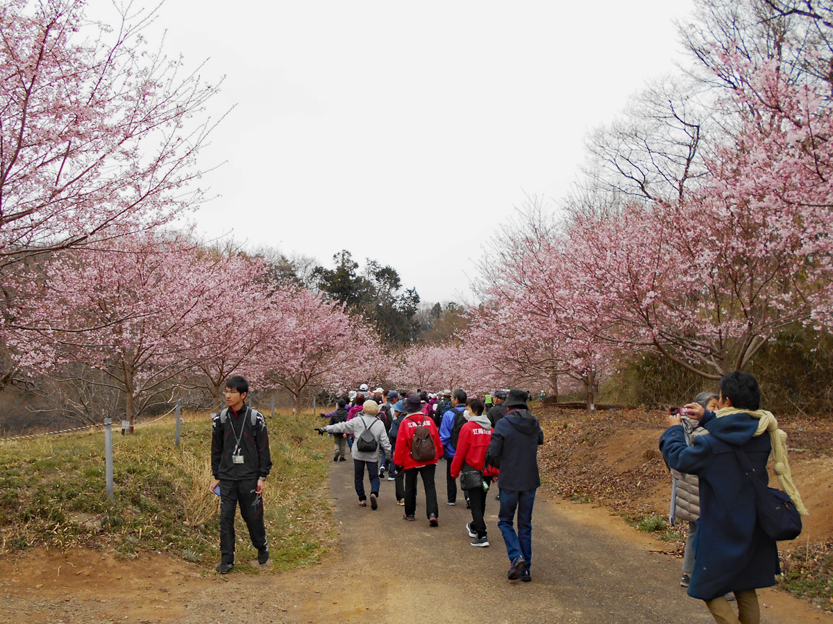 写真：市民協働「熊谷の力」小江川地区1000本桜事業