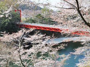 写真：桜淵公園（愛知県新城市）