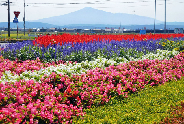 写真：由利本荘市南内越地区に広がる花壇