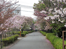 国立遺伝学研究所（静岡県三島市）