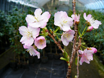 写真：‘夢待桜’（東京都大島町）