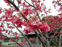 写真：‘紅房桜’（福島県浪江町）