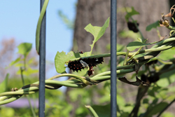 写真：ウマノスズクサを食べるジャコウアゲハの幼虫