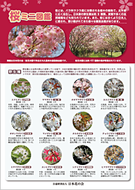 写真：桜ミニ図鑑