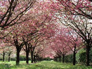 モデルガーデン「十色桜の並木」