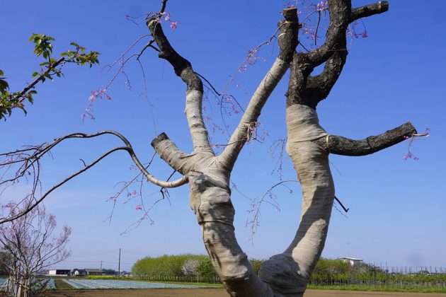 春、数輪開花した’八重紅枝垂’(2024年4月13日)