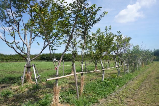 緑あふれる結城農場の仮植畑（2024年8月1日）