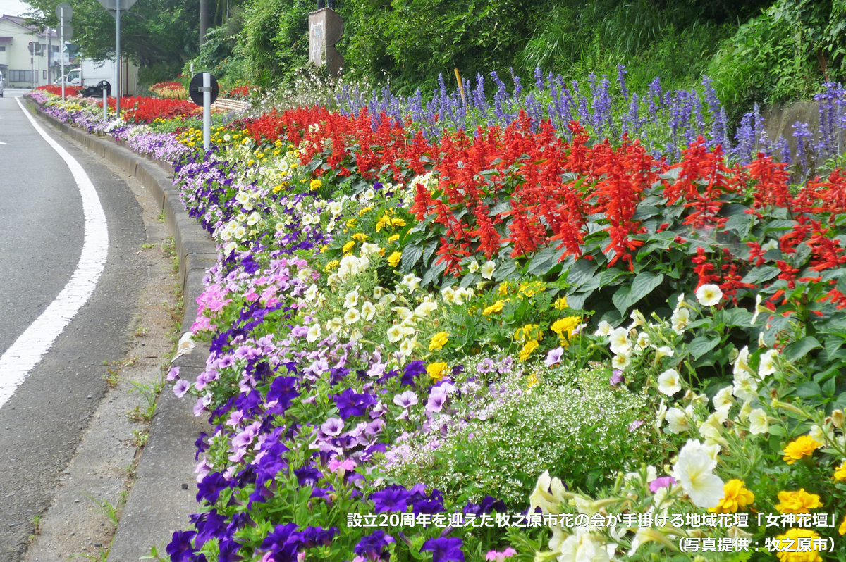 写真：