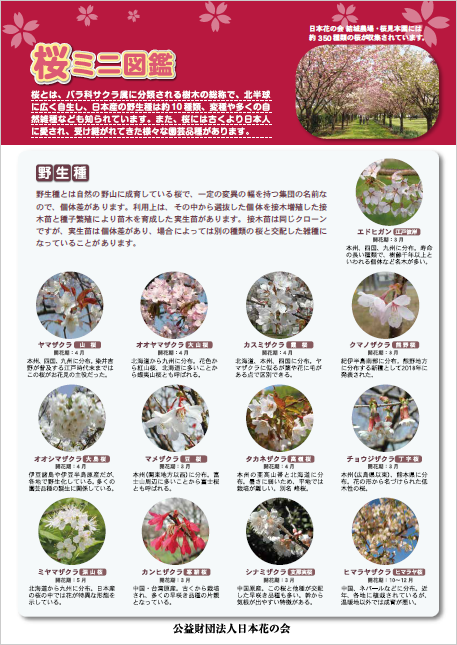 写真：桜ミニ図鑑